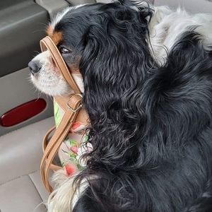 Meet your Posher, Karen